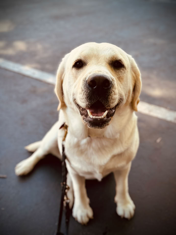 yellow lapb dog smiling on a leather leash